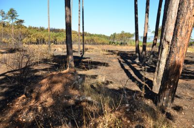 Waldbrand_Foehrenwald_Tag_2__28229.JPG