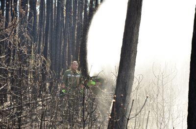 Waldbrand_Foehrenwald_Tag_2__28629.JPG