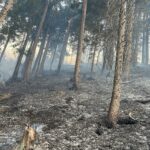 waldbrand_schwarzau_2025
