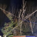 Baum auf Stromleitung, 2025-04-17