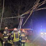 Baum auf Stromleitung, 2025-04-17