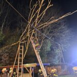 Baum auf Stromleitung, 2025-04-17