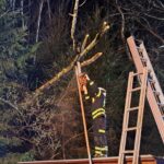 Baum auf Stromleitung, 2025-04-17