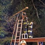 Baum auf Stromleitung, 2025-04-17
